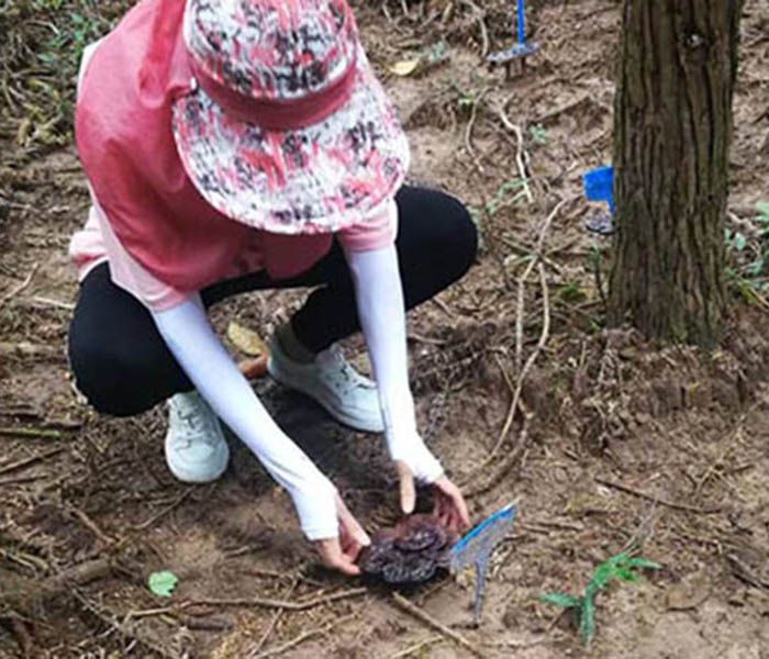灵芝采摘