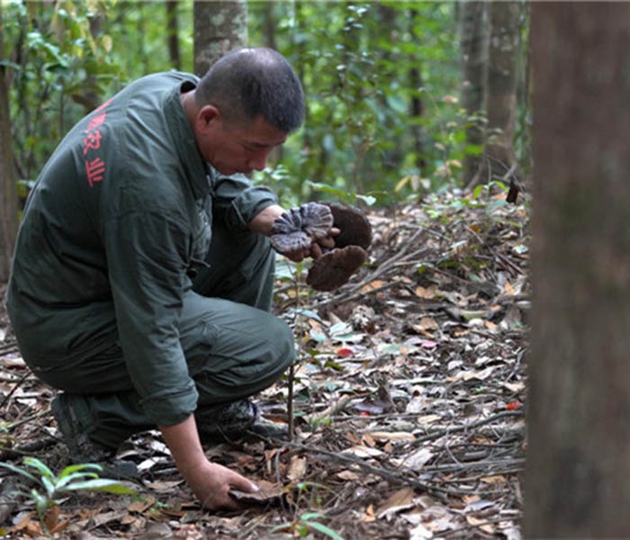 灵芝采摘